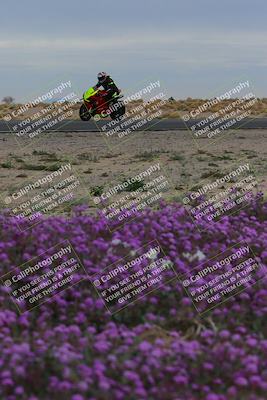 media/Jan-14-2023-SoCal Trackdays (Sat) [[497694156f]]/Turn 14 Exit Bloomig (145pm)/